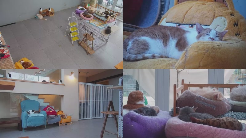 【2026-03-27 07点场】喵放送：喵放送☀️喵呜~