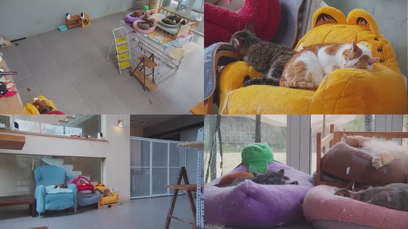 【2026-03-27 13点场】喵放送：喵放送☀️喵呜~