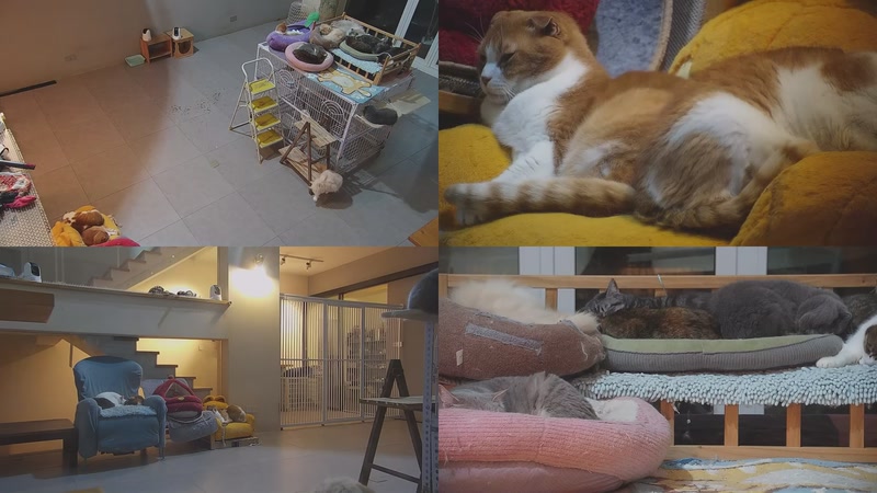 【2026-03-27 05点场】喵放送：喵放送☀️喵呜~