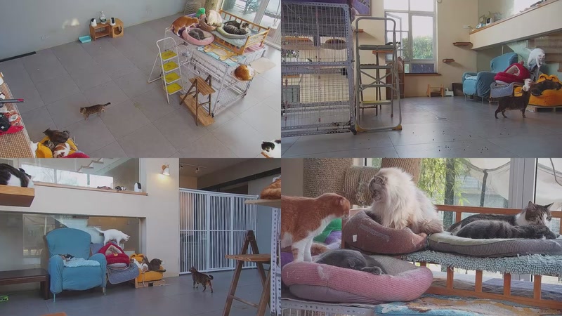 【2026-03-28 07点场】喵放送：喵放送☀️喵呜~