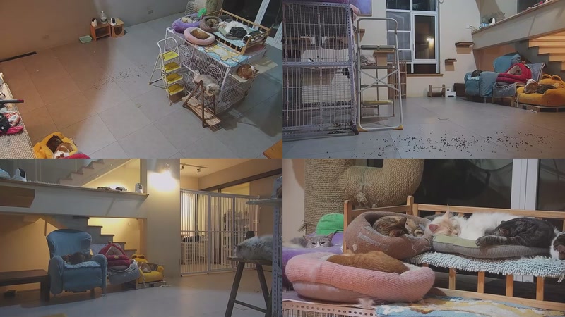 【2026-03-28 03点场】喵放送：喵放送☀️喵呜~