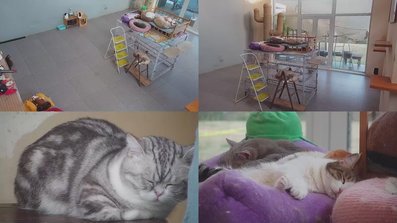 【2026-03-28 17点场】喵放送：喵放送☀️喵呜~