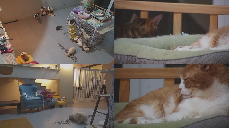 【2026-03-28 21点场】喵放送：喵放送☀️喵呜~