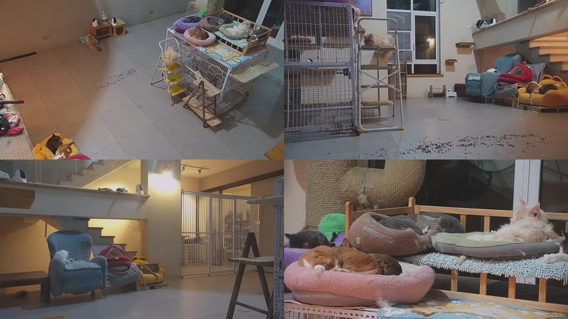 【2026-03-27 23点场】喵放送：喵放送☀️喵呜~