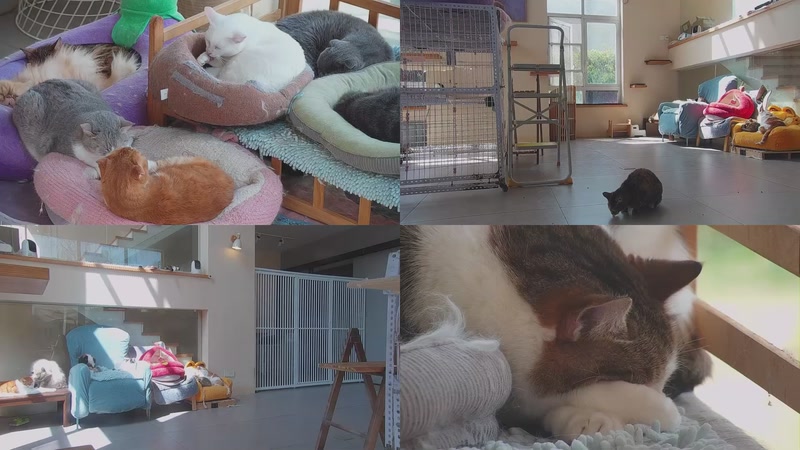 【2026-03-28 13点场】喵放送：喵放送☀️喵呜~