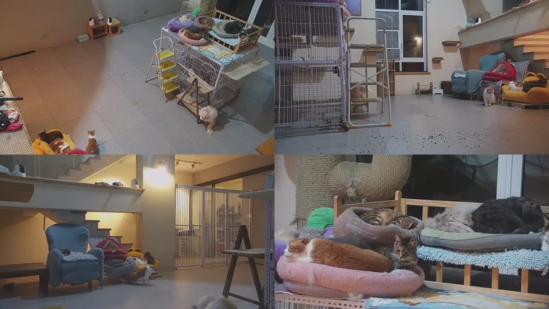 【2026-03-28 05点场】喵放送：喵放送☀️喵呜~