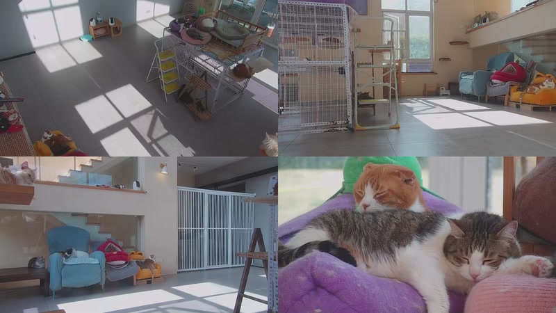 【2026-03-28 15点场】喵放送：喵放送☀️喵呜~