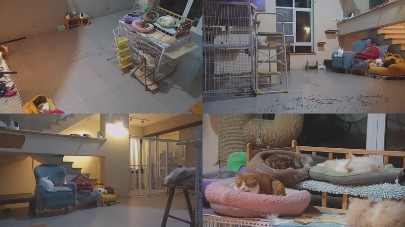 【2026-03-28 01点场】喵放送：喵放送☀️喵呜~