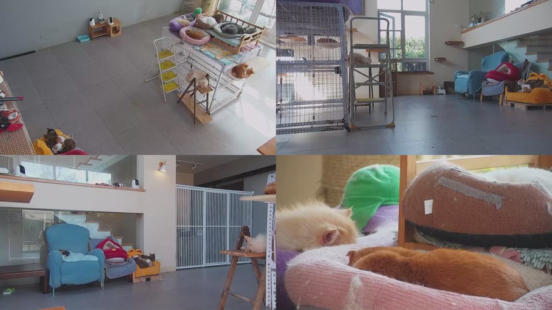 【2026-03-28 09点场】喵放送：喵放送☀️喵呜~