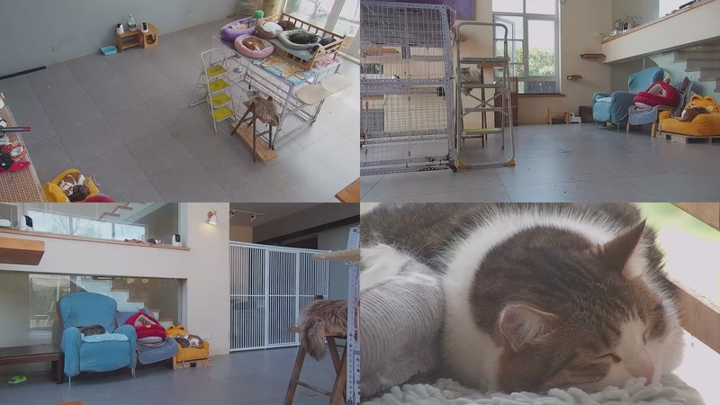 【2026-03-28 11点场】喵放送：喵放送☀️喵呜~