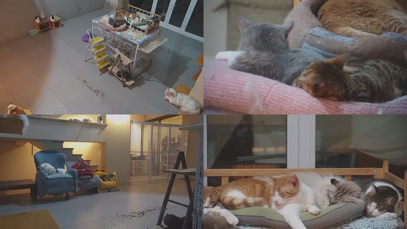 【2026-03-29 05点场】喵放送：喵放送☀️喵呜~