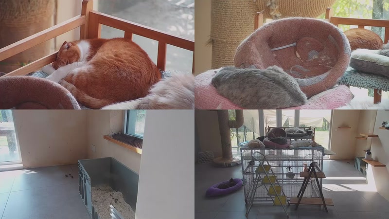 【2026-03-29 09点场】喵放送：喵放送☀️喵呜~