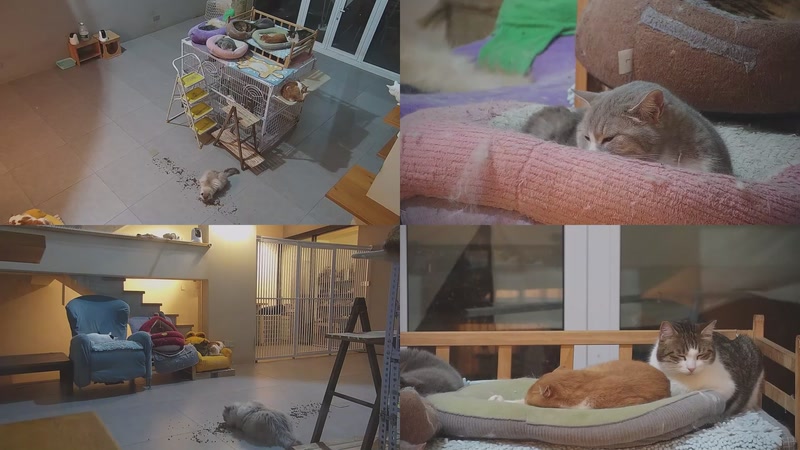 【2026-03-29 01点场】喵放送：喵放送☀️喵呜~