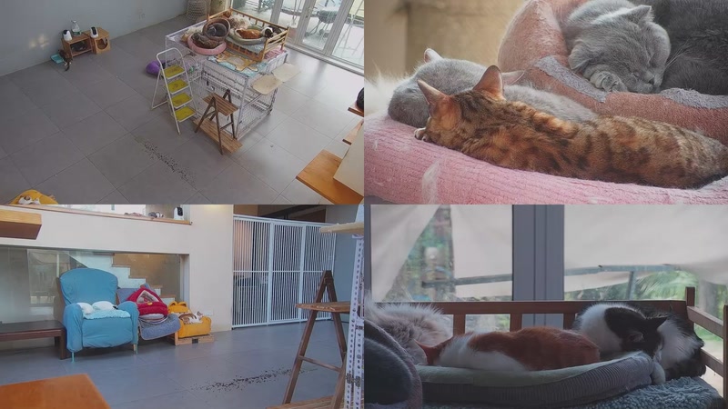 【2026-03-29 07点场】喵放送：喵放送☀️喵呜~