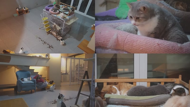 【2026-03-28 23点场】喵放送：喵放送☀️喵呜~