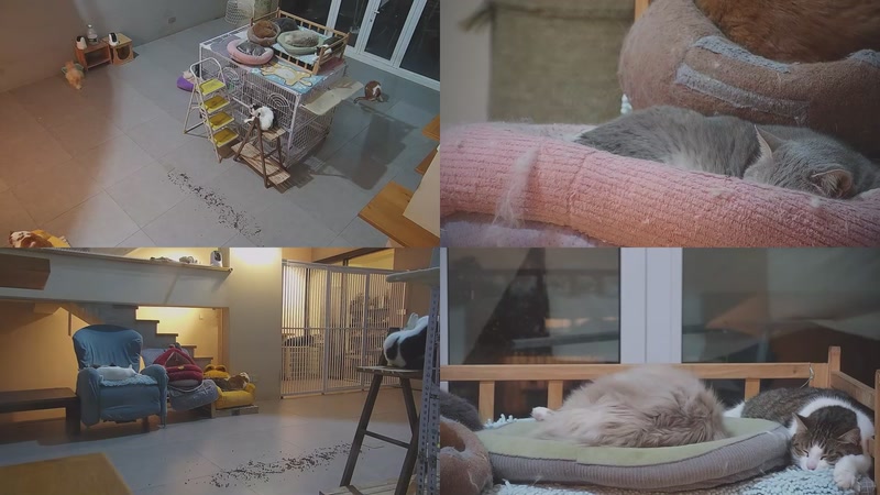 【2026-03-29 03点场】喵放送：喵放送☀️喵呜~