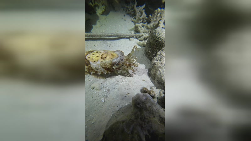 【2026-04-20 21点场】海道丶：好久不见十分想念 5408206