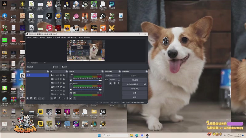 【2026-04-20 16点场】小白鸽WhiteDove：【小白鸽】先玩这个 再玩那个！